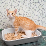 dřevěná podestýlka pro kočku