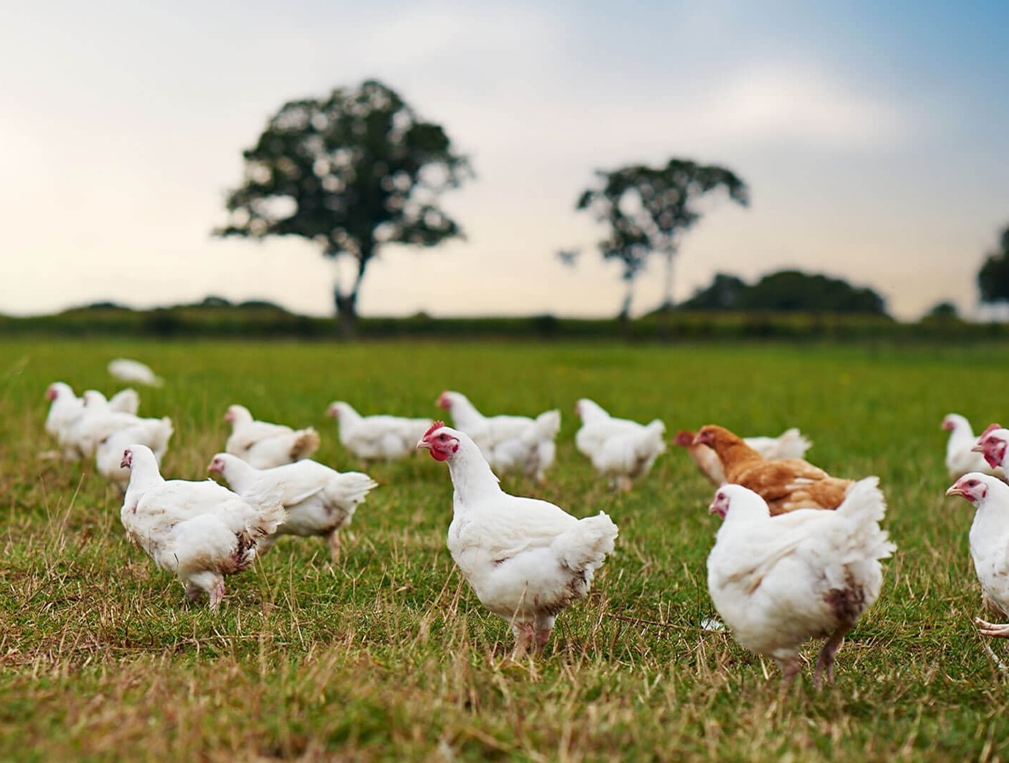 poznejte_canagan_pro_psy_a_kocky_clanek_002