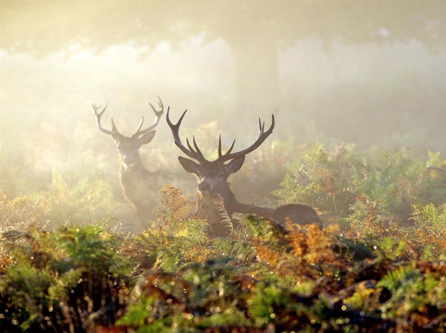 poznejte_canagan_pro_psy_a_kocky_clanek_003