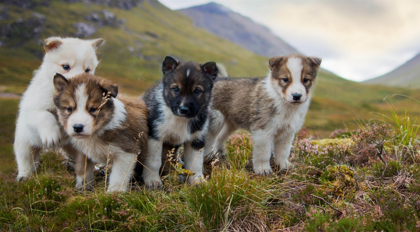 poznejte_canagan_pro_psy_a_kocky_clanek_005