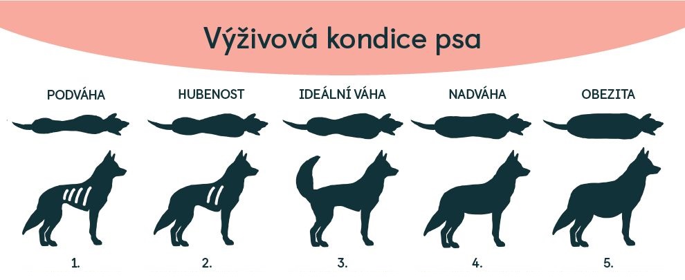 jak_krmit_psa_002