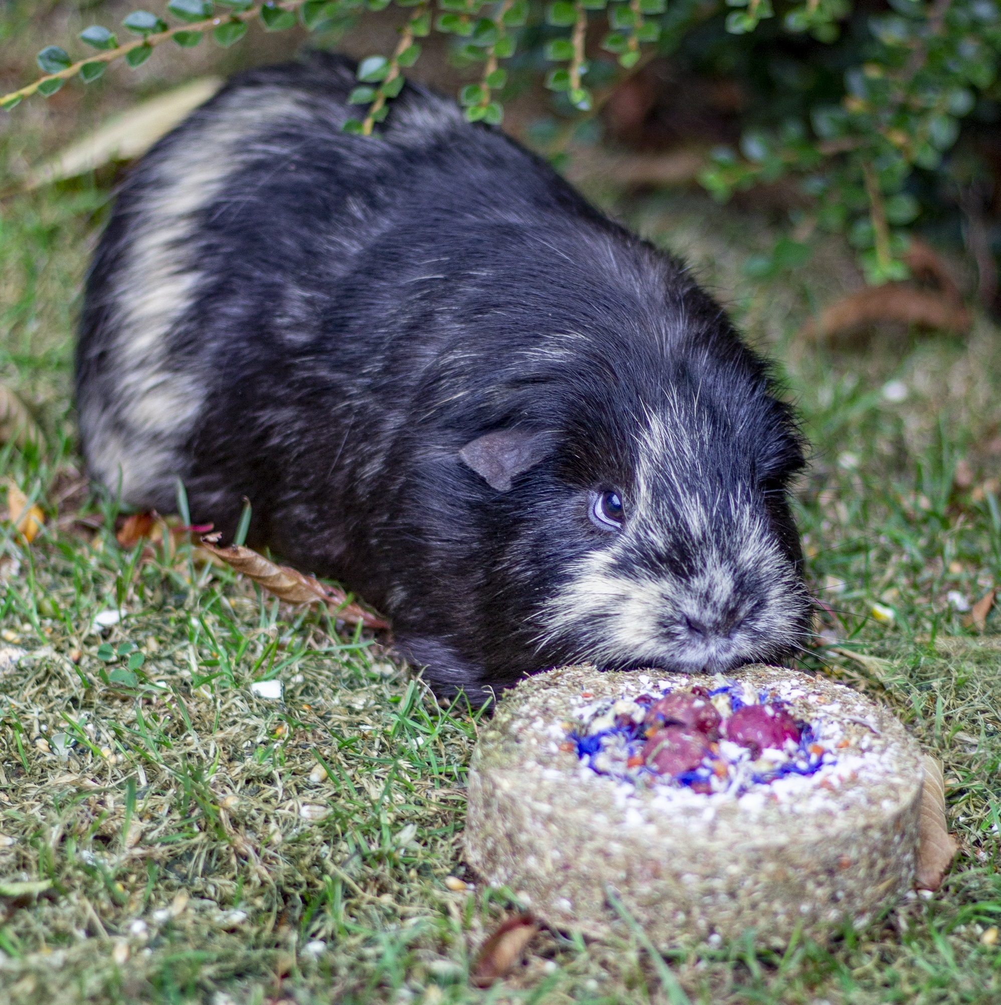 tipy_na_darky_pro_drobne_savce_a_operence_clanek_002