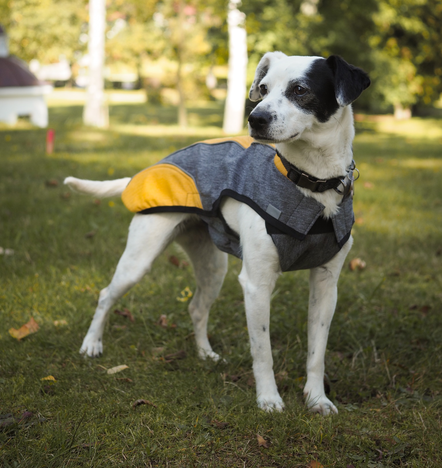 tipy_na_darky_pro_psy_a_fenky_clanek_004