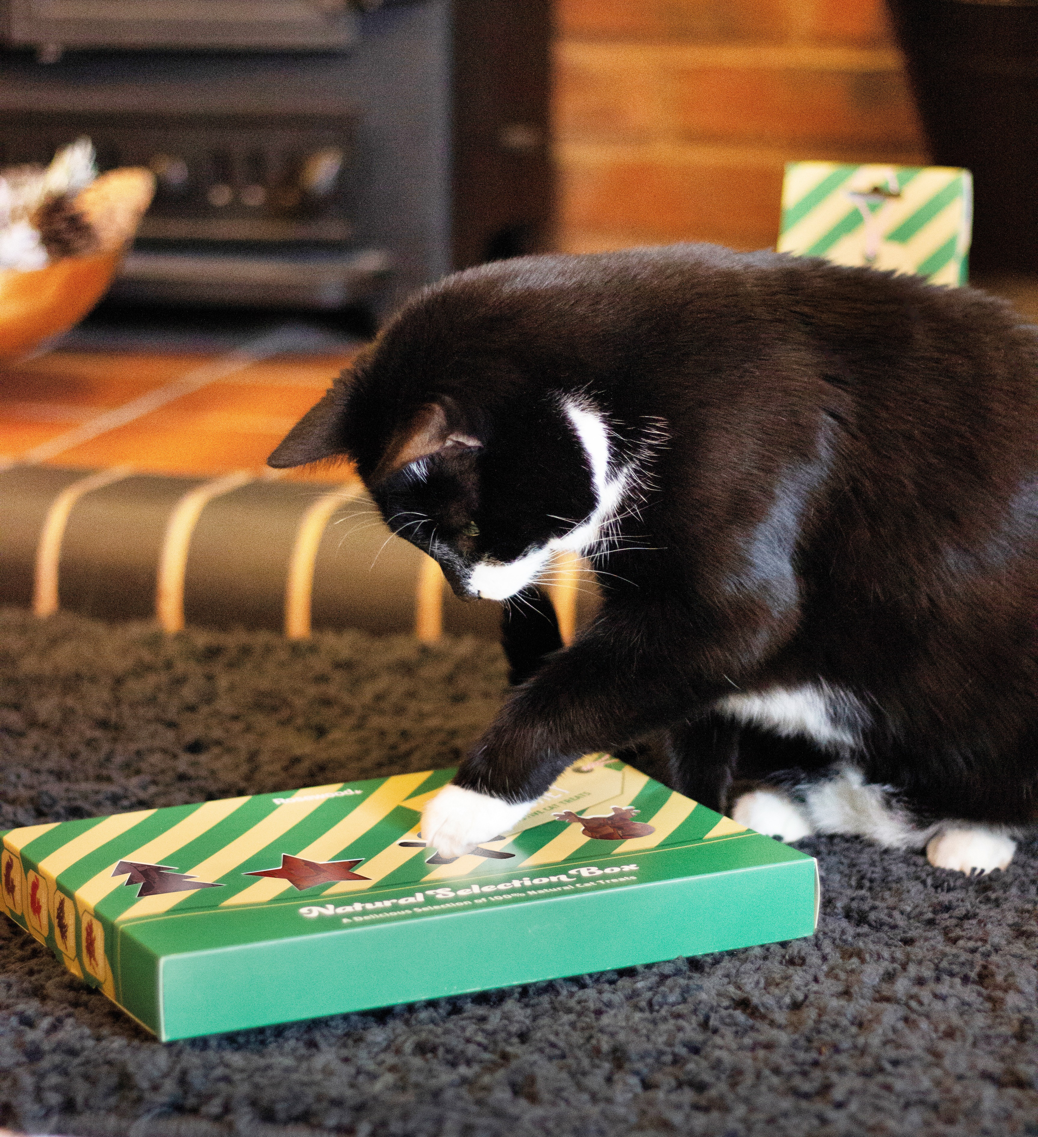 tipy_na_vanocni_darky_pro_kocky_a_kocoury_clanek_001