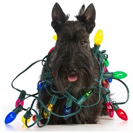 bezpečnost psa při procházce