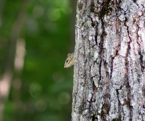 steliva_a_hnizdni_material_millamore_001