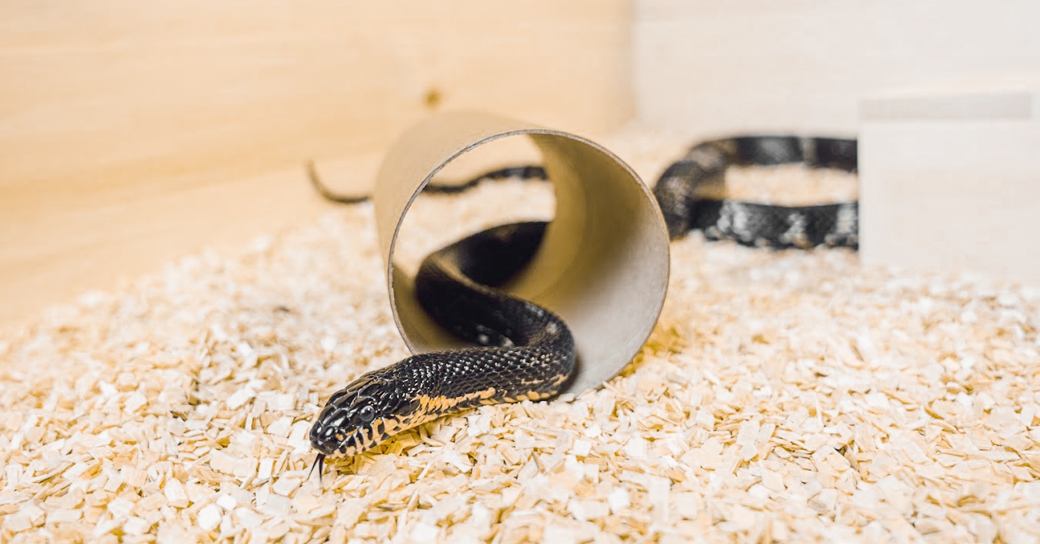 steliva_a_hnizdni_material_millamore_005