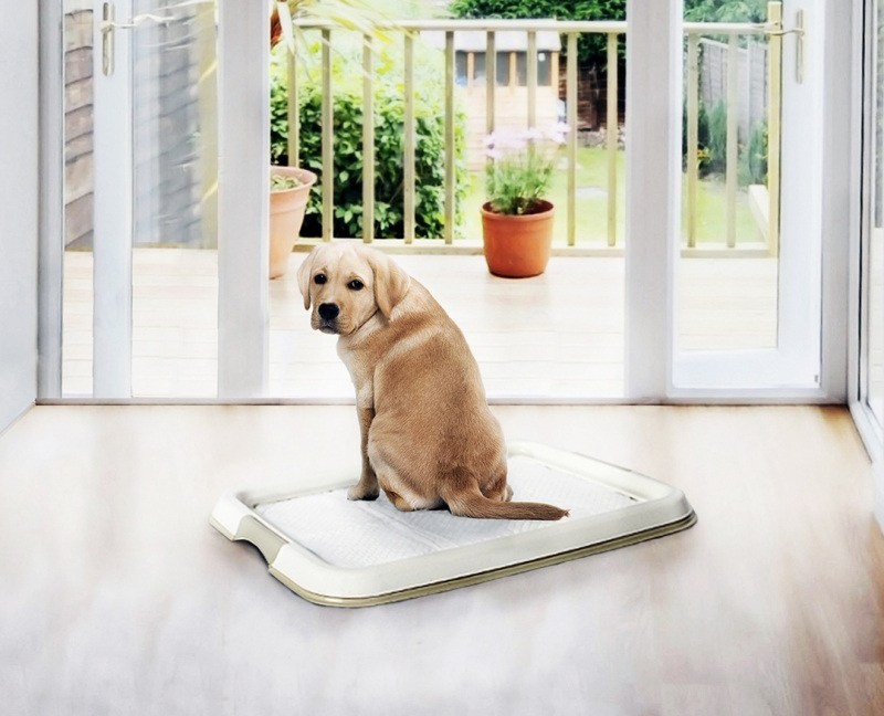 jak_prezit_silvestr_se_psem_001