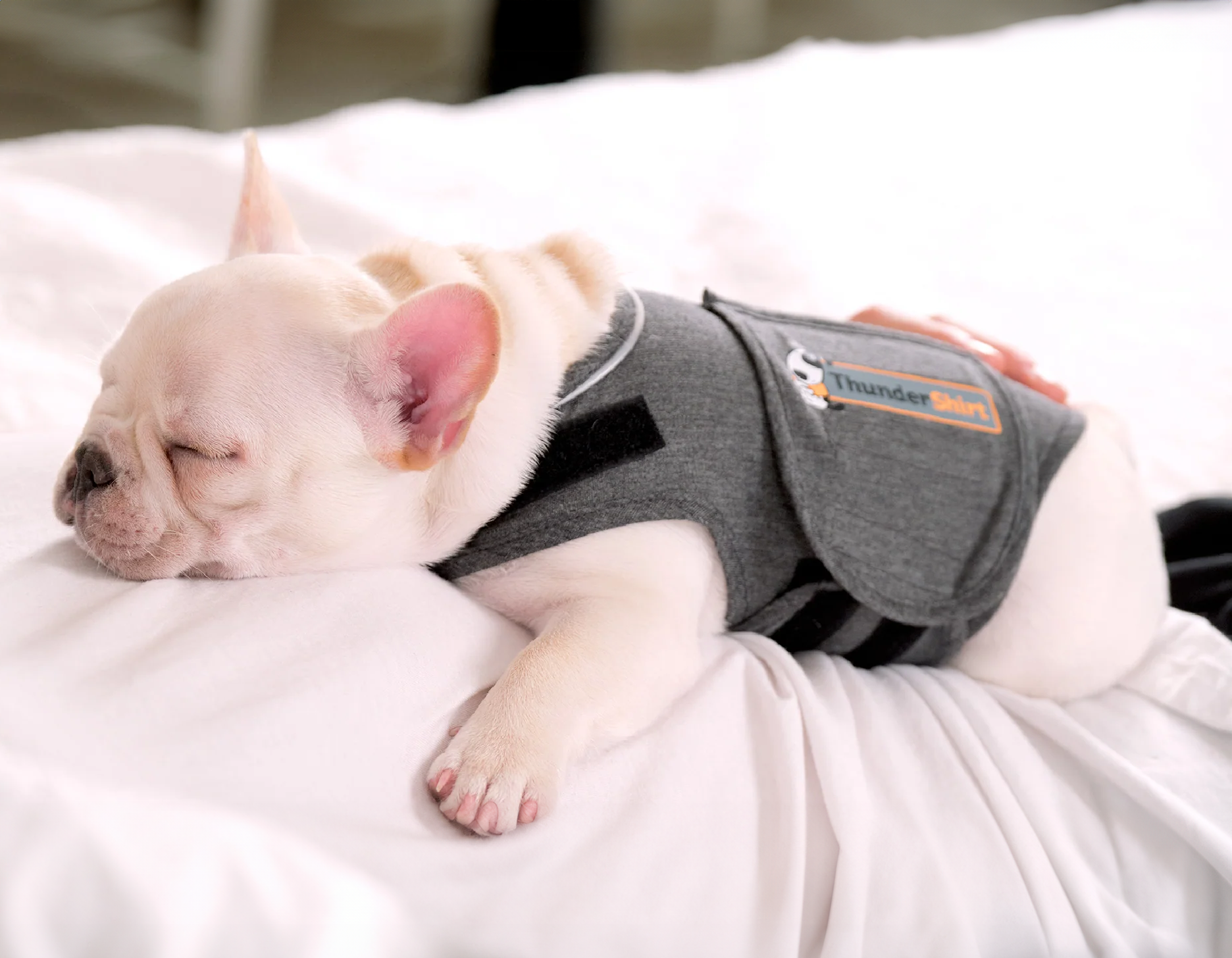 jak_prezit_silvestr_se_psem_002