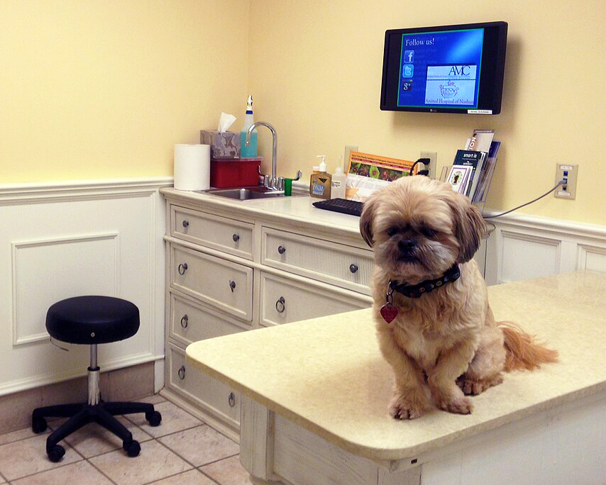 jak_prezit_silvestr_se_psem_005