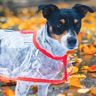 podzimni prochazky ikona