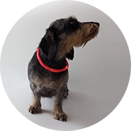 ve znamení dobré rady