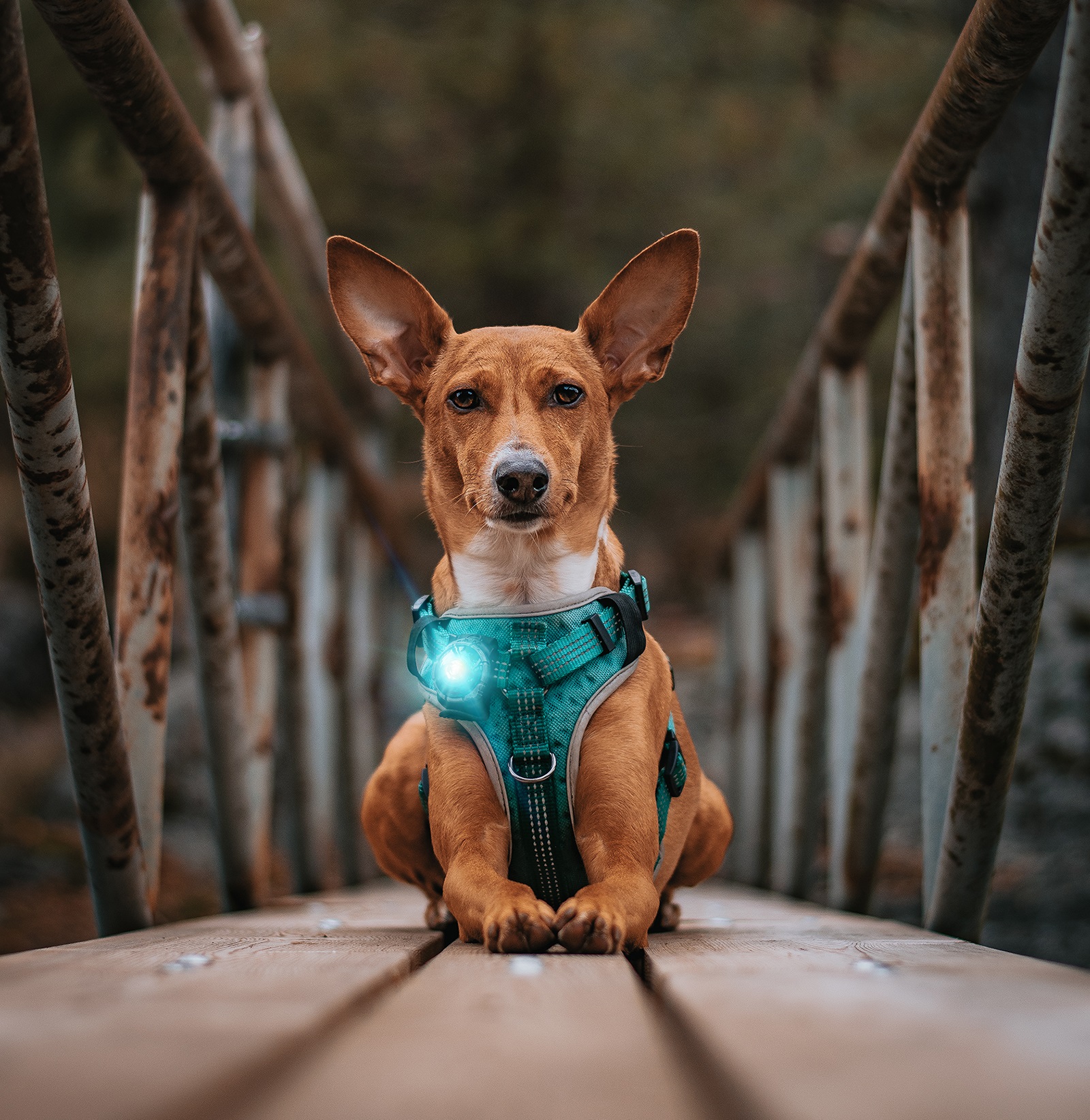 podzimni_tipy_pro_psy_a_kocky_clanek_003