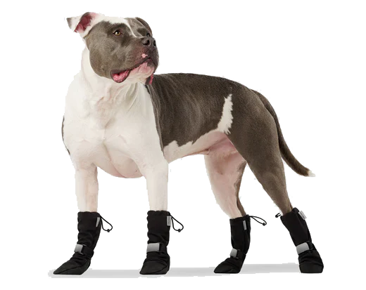 podzimni_tipy_pro_psy_a_kocky_obr03novy