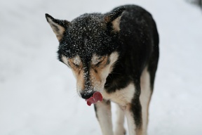 ikona výživa psa v zimě