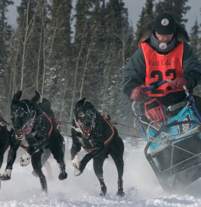 proc_maji_krmiva_annamaet_na_obalu_losa_001