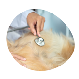 Falešná březost u fen: příčiny, příznaky a pomoc