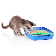 jak vybrat podestýlku pro kočku