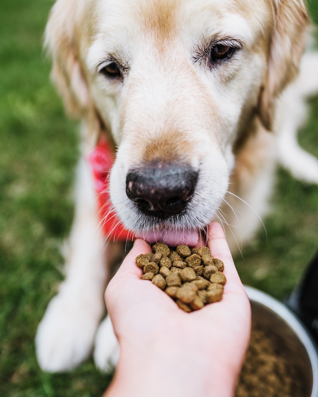 objevte_ameriku_krmiva_annamaet_pro_psy_a_kočky_clanek_003