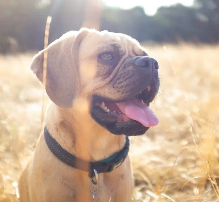 objevte_ameriku_krmiva_annamaet_pro_psy_a_kočky_clanek_004