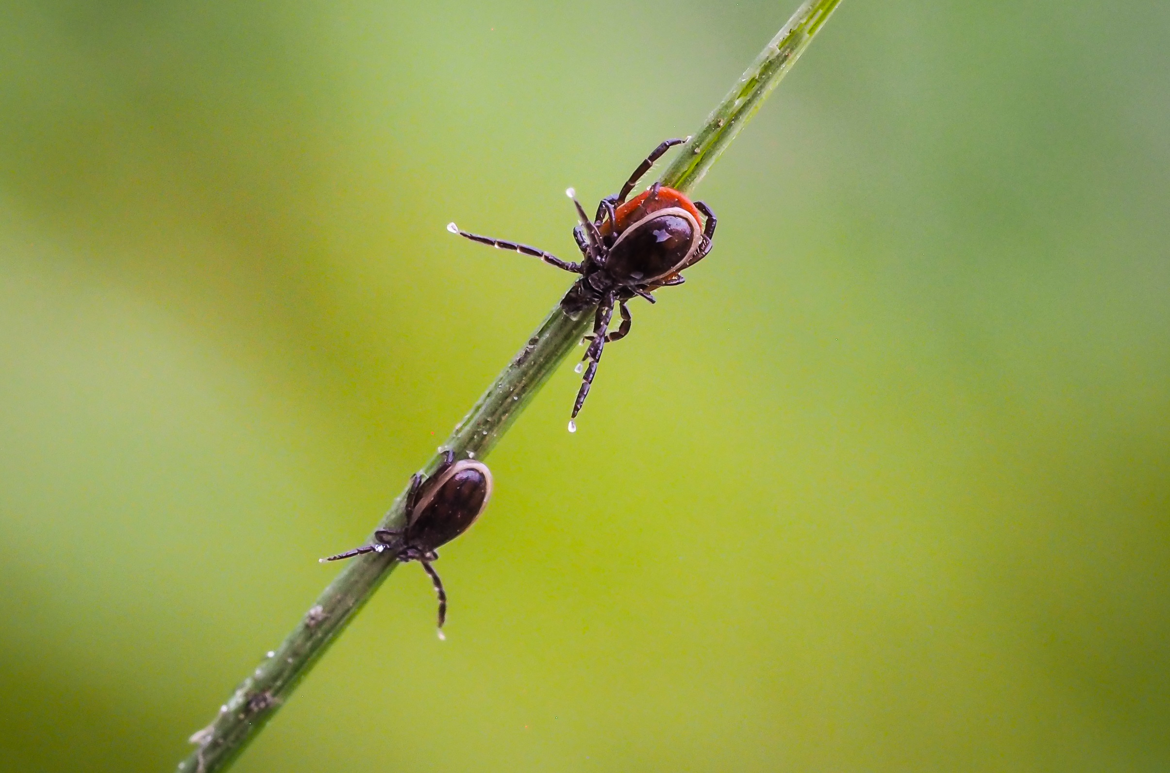 podzimni_tipy_pro_psy_a_kocky_clanek_005