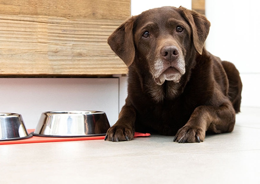 objevte_vyzivu_na_profesionalni_urovni_clanek_003