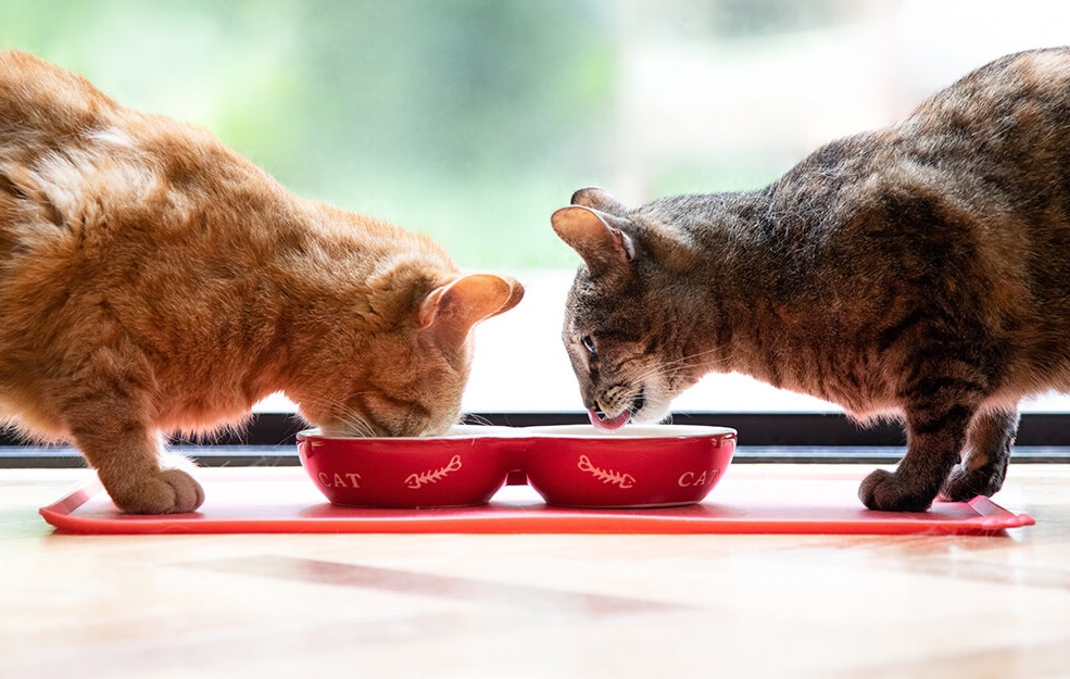 objevte_vyzivu_na_profesionalni_urovni_clanek_007