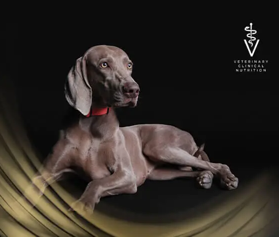 podporte_zdravi_svych_mazlicku_clanek_002_new