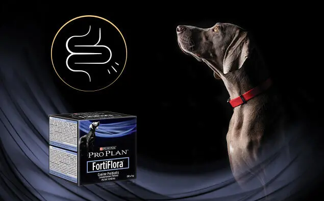 podporte_zdravi_svych_mazlicku_clanek_003