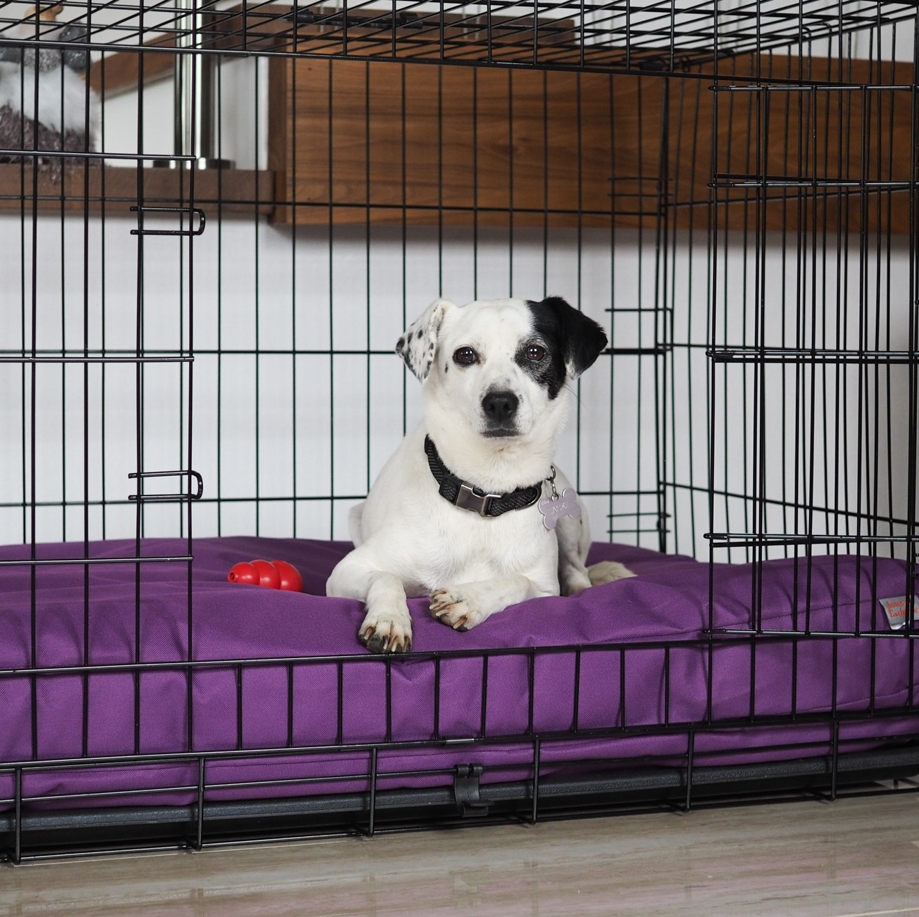 separacni_uzkost_001