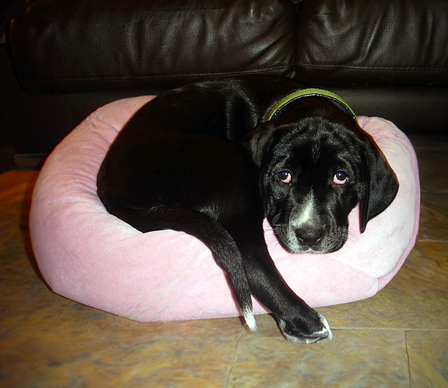 separacni_uzkost_002