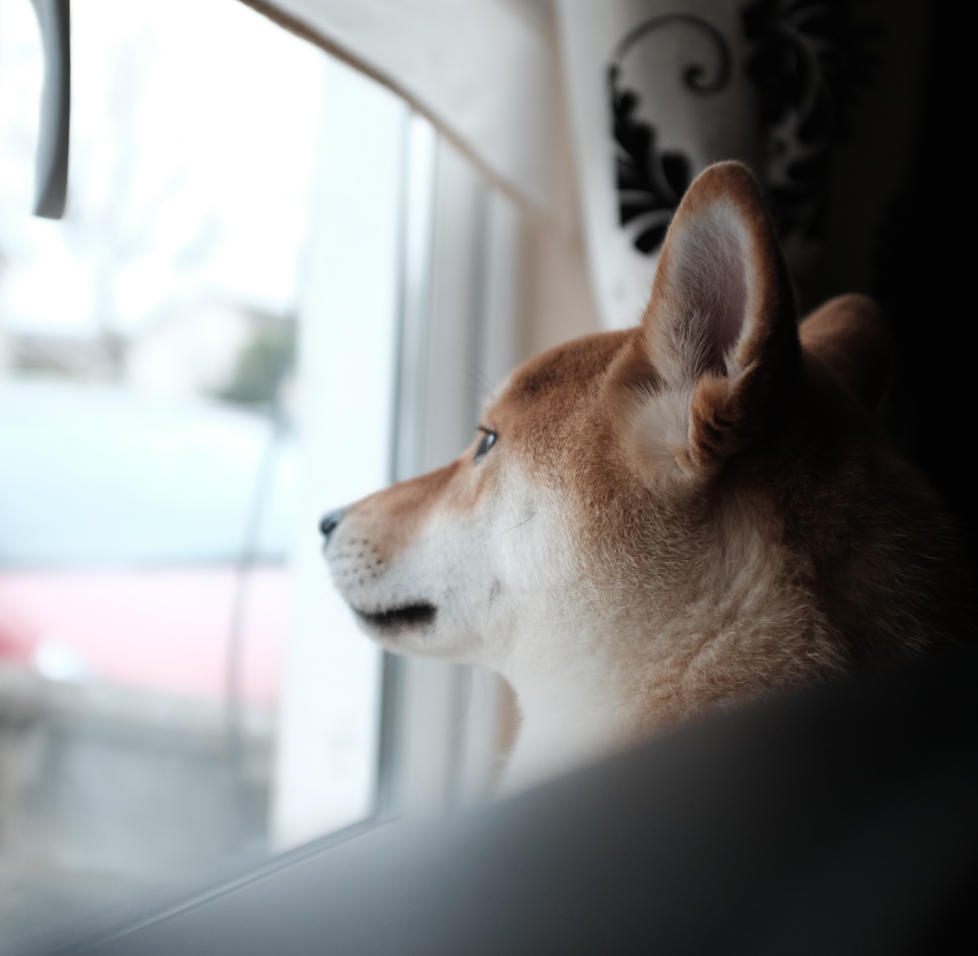 separacni_uzkost_003