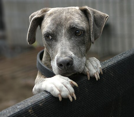 separacni_uzkost_004