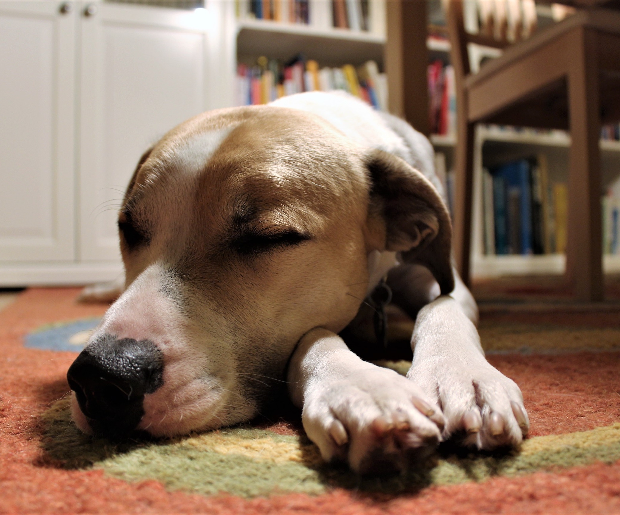 separacni_uzkost_005